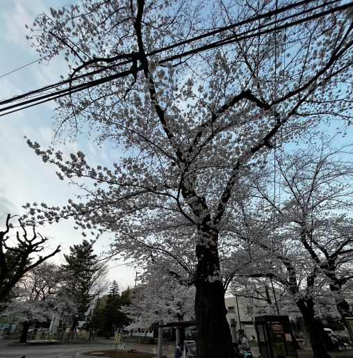 sakura.JPEG